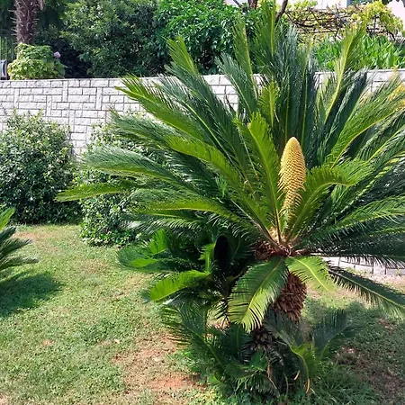 Апартаменты Centar